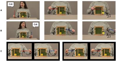 Investigating the role of verbal cues on learning of tool-use actions in 18- and 24-month-olds in an online looking time experiment